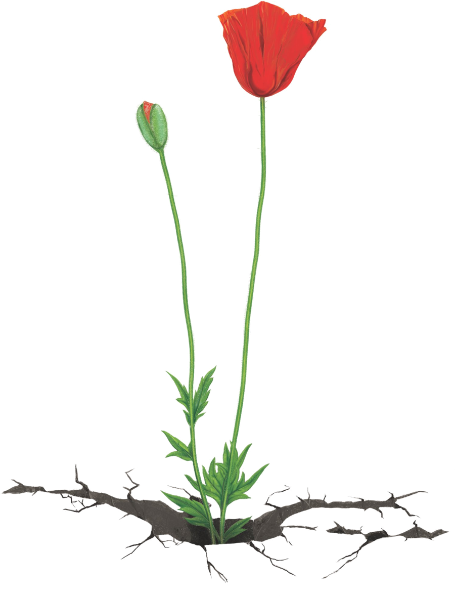 Red poppy, the Little Flower Herbs logo